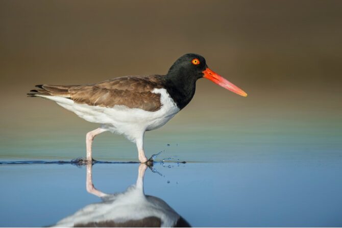 American Oystercatcher (Haematopus palliatus) in Natural Habitat