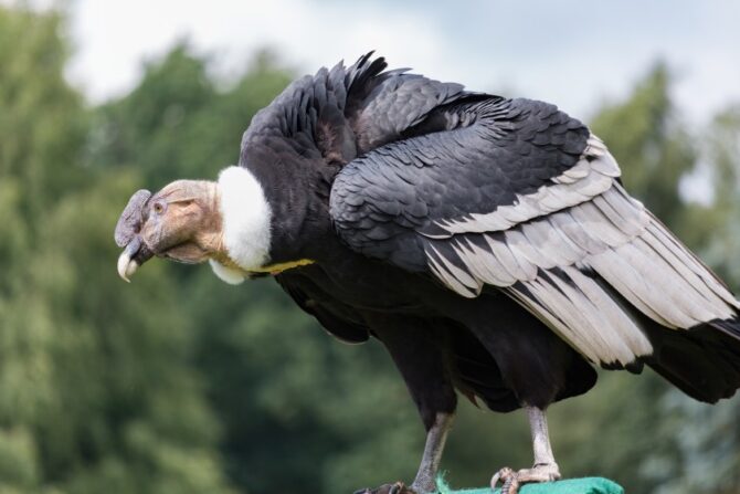 Andean Condor (Vultur gryphus)