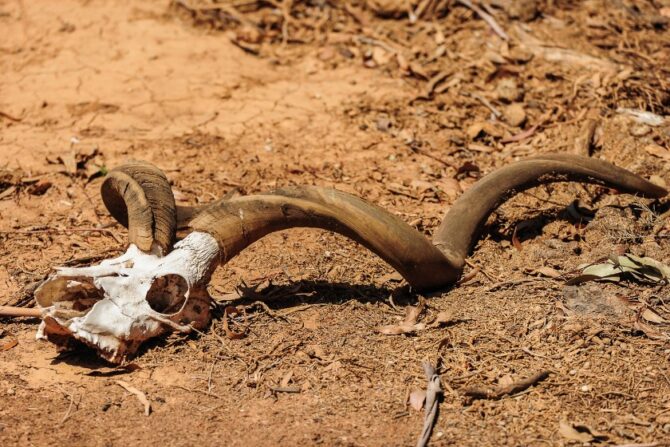 Animal Skull and Remains Due to Drought
