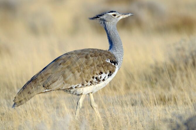 Arabian Bustard 