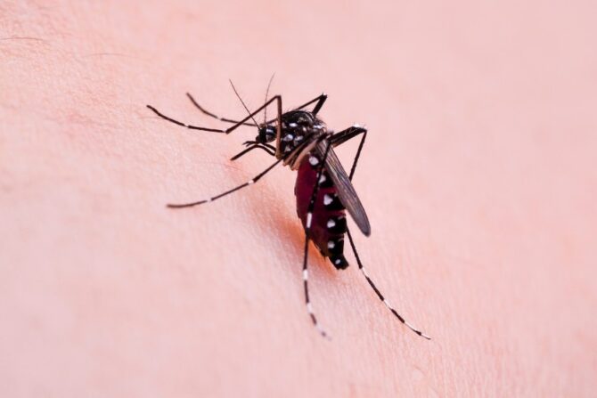 Asian Tiger Mosquito (Aedes albopictus)