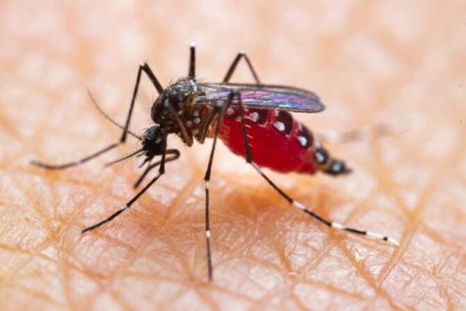 Asian Tiger Mosquito Sucking Blood on Human Skin