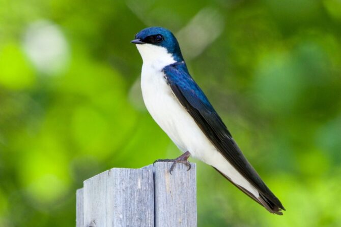 Bahama Swallow (Tachycineta cyaneoviridis)