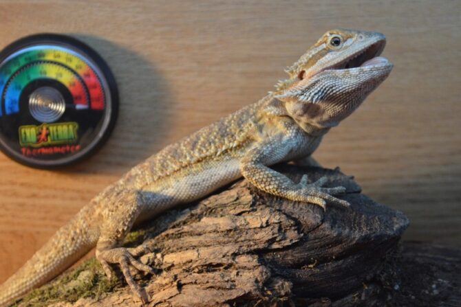 Bearded Dragon in Vivarium