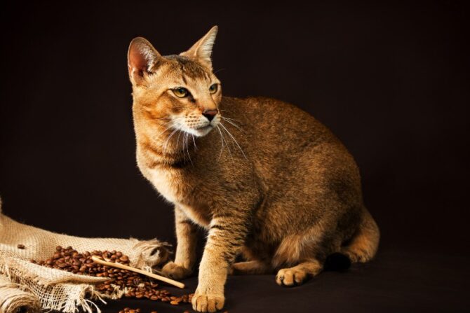 Beautiful Chausie, Abyssinian Cat on Dark Background