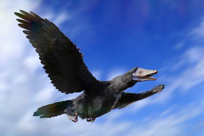 Bird-like Dinosaur Archaeopteryx in Flight