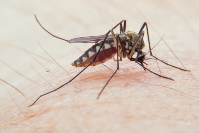 Black Salt Marsh Mosquito (Aedes taeniorhynchus) on Human Skin