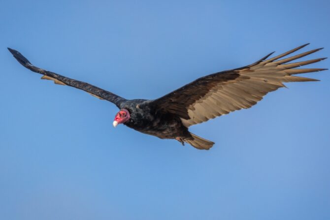 California Condor Soaring High