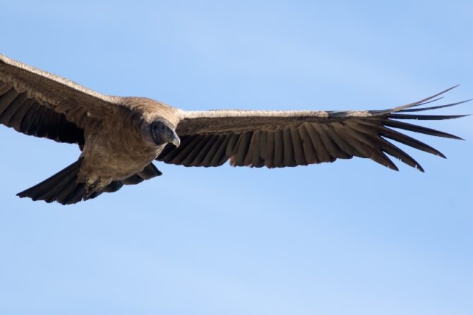 Close Up Andean Condor Flying High