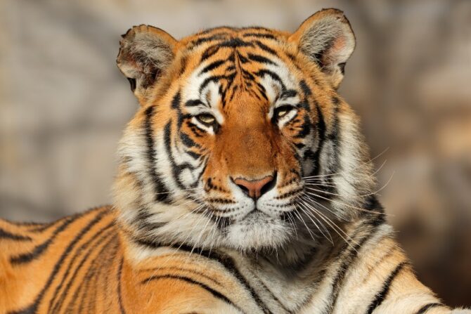 Close Up Bengal Tiger