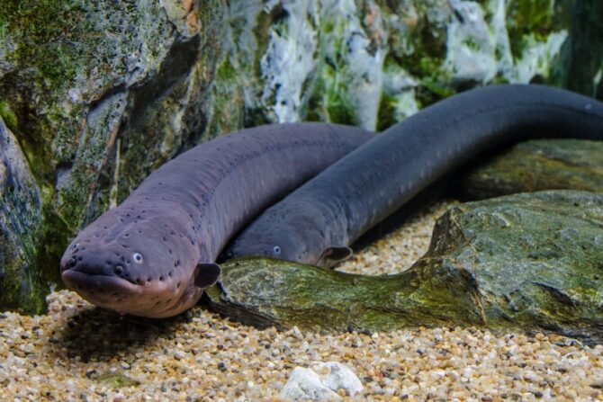 Close Up Eels Under Water