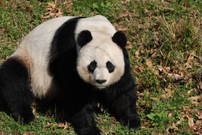 Close Up Giant Panda Bear (Ailuropeda melanoleuca)