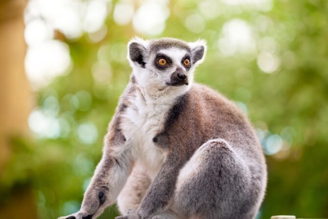 Close Up Lemur in Nature
