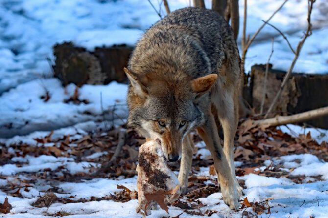 Close Up Red Wolf Eating Animal Matter in Winter