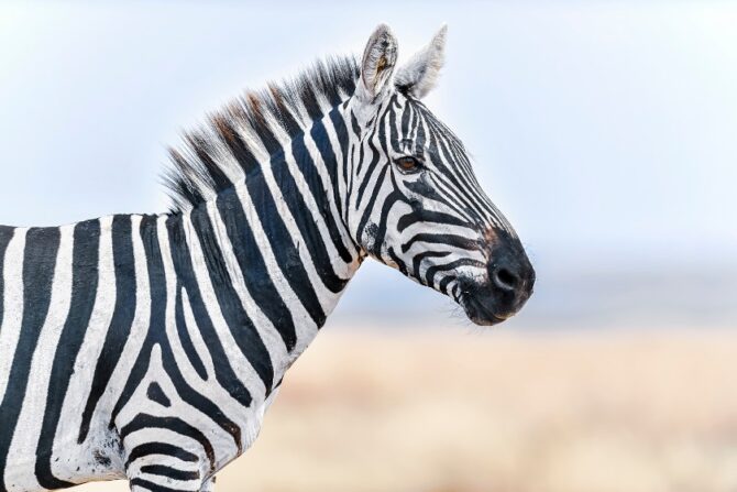 Close Up View of Zebra in the Savannah of Africa