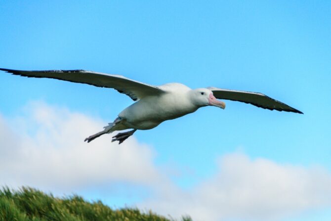 Close Up Wandering Albatross in Flight