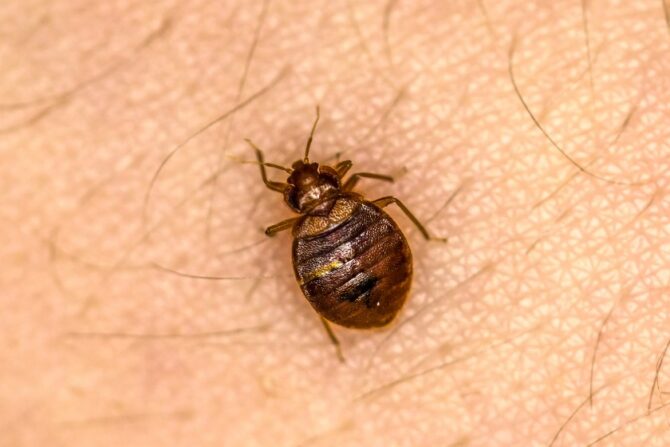 Common Bed Bugs (Cimex lectularius) on Human Skin
