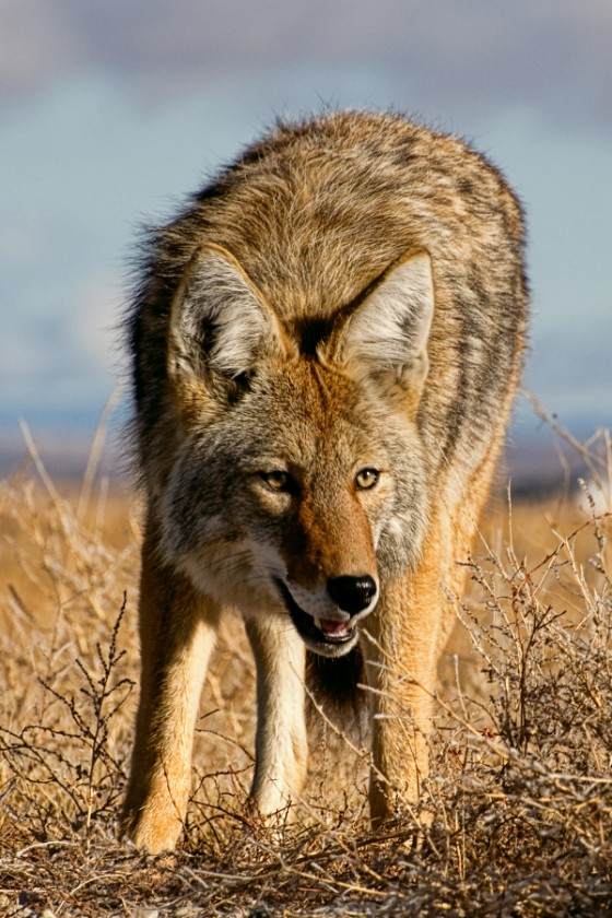 Coyote with Mouth Open Standing on Grass