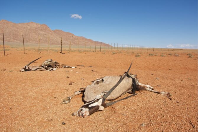 Dead Oryx Antelope During Drought in Namibia