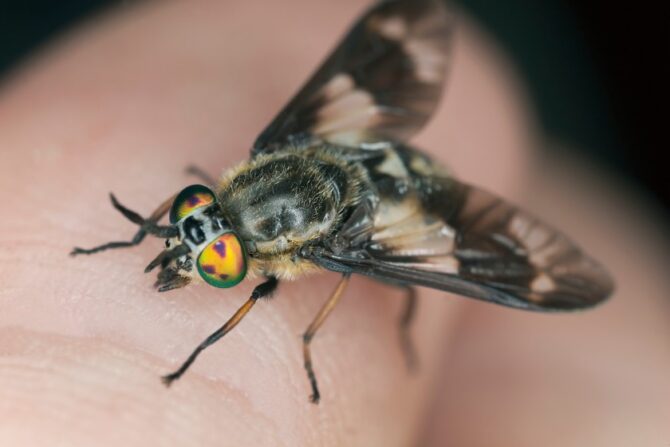 Deerfly (Chrysops relictus)