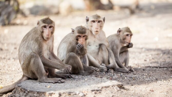 Different Types Of Monkeys (Names, Identification, Pictures)