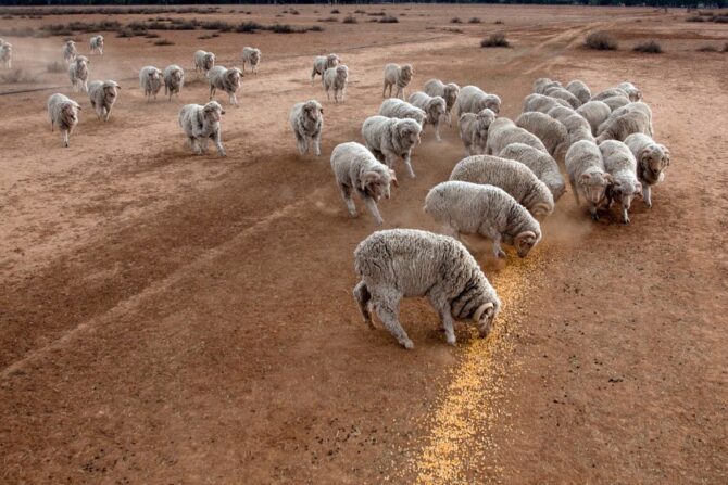 Drought in Australia - Sheep Being Hand-fed Corn
