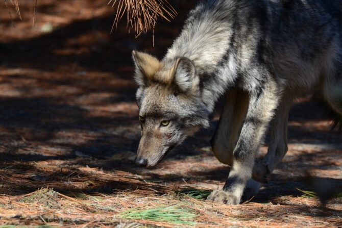 Eastern Wolf Hunting in the Wild