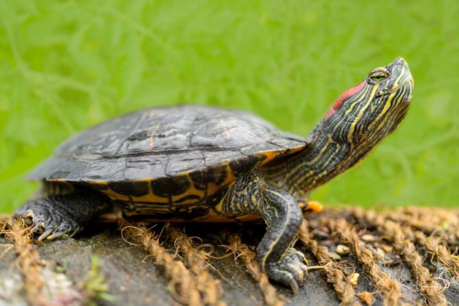 Exotic Pet Turtle in nature