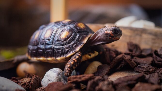 Exotic Pets - Owning Uncommon Animals & Types Of Exotic Pets