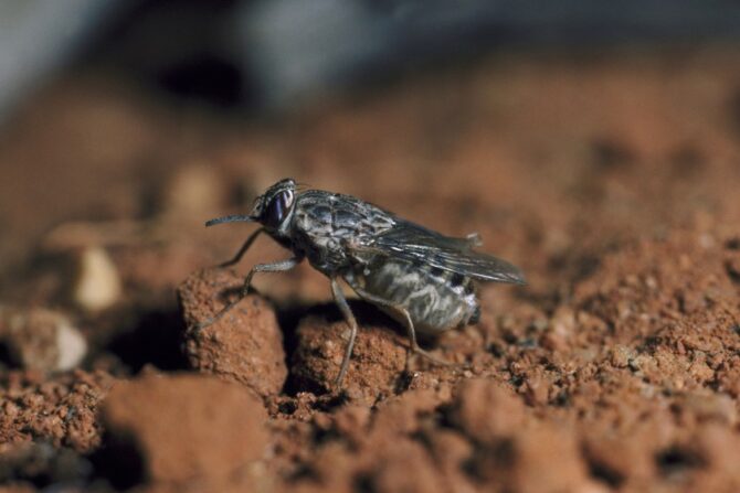 Female Tsetse Fly on the Ground