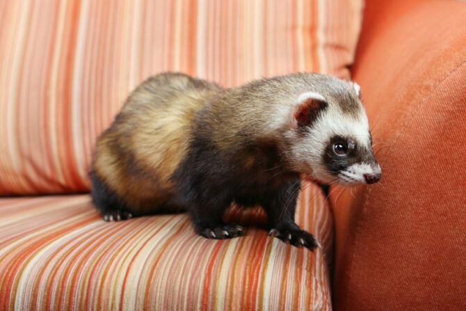 Ferret Standing on Sofa