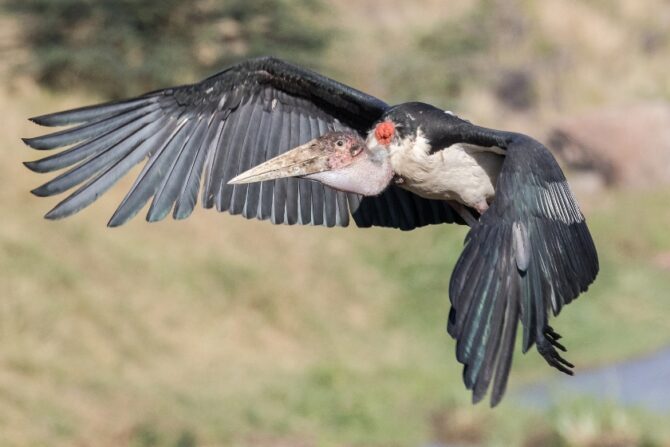 Flying Marabou Stork