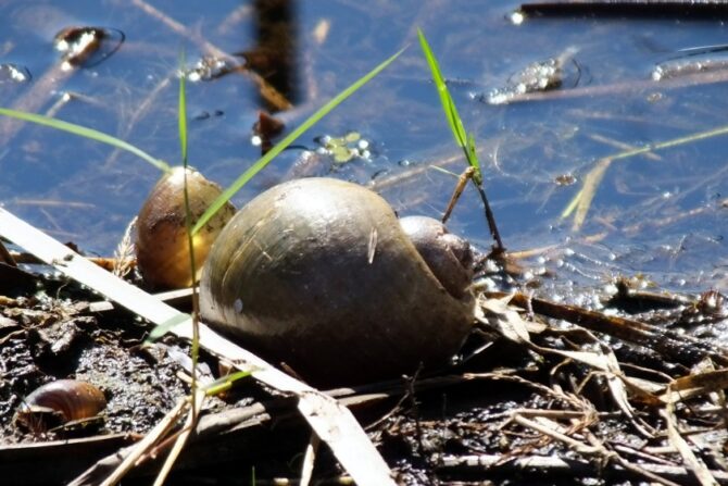 Freshwater snail sitting in the marsh