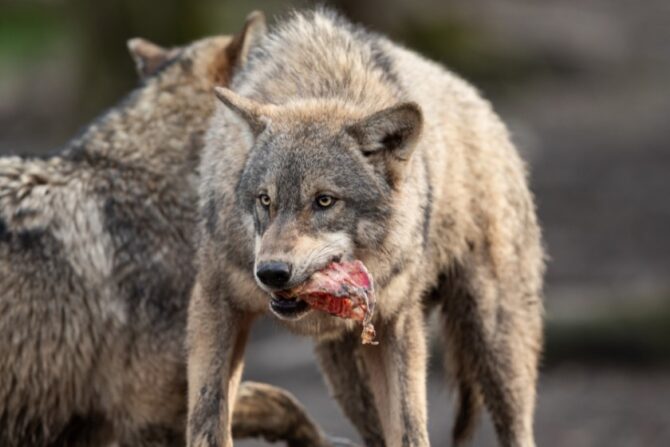 Gray Wolf Eating Meat in Forest
