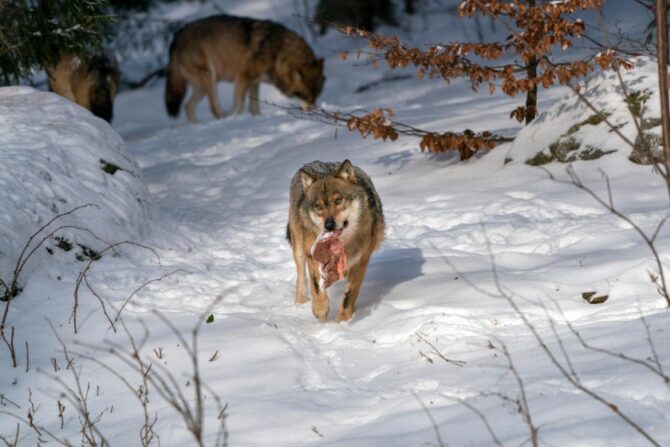 Gray Wolves Eating Meat in Snow