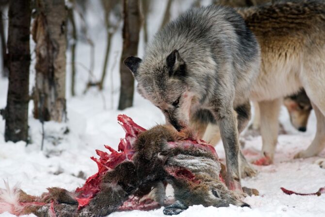 Gray Wolves Hunting and Eating