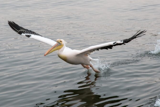 Great White Pelican Flying Off