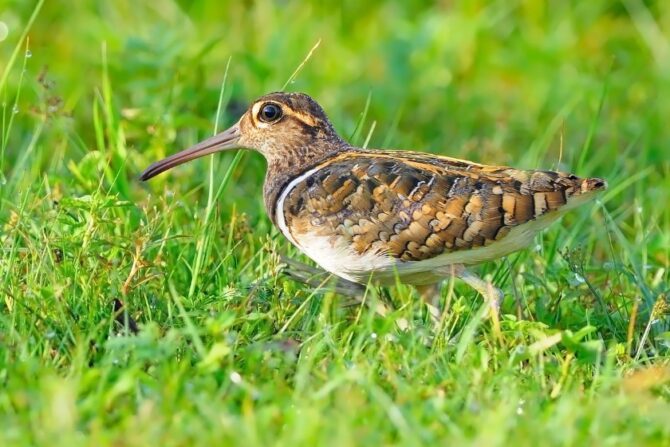 Greater Painted Snipe (Rostratula benghalensis)