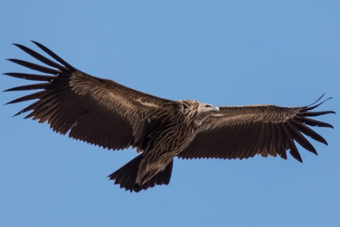 Himalayan Griffon Vulture Soaring in the Air