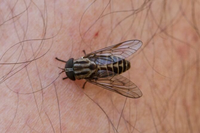 Horsefly (Tabanus spp.)