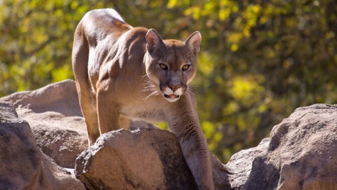 How To Survive A Cougar Attack – Important Safety Tips