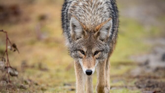 How To Survive A Coyote Attack – Important Safety Tips