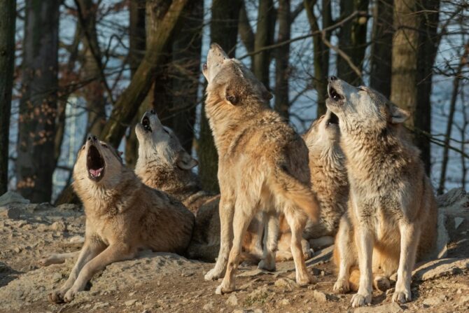 Howling Wolf Pack
