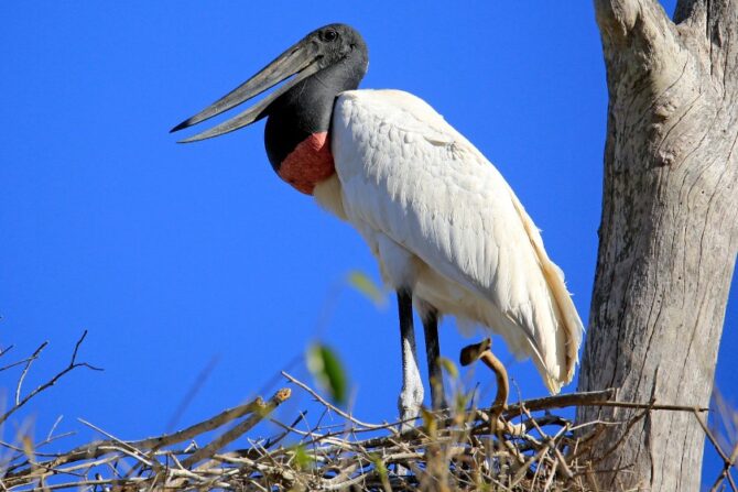 Jabiru (Jabiru mycteria )