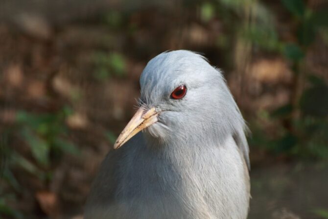 Kagu (Rhynochetos jubatus)