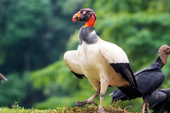 King Vulture (Sarcoramphus papa)