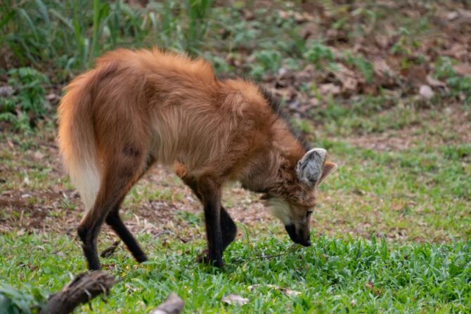 Maned Wolf Smelling Grass