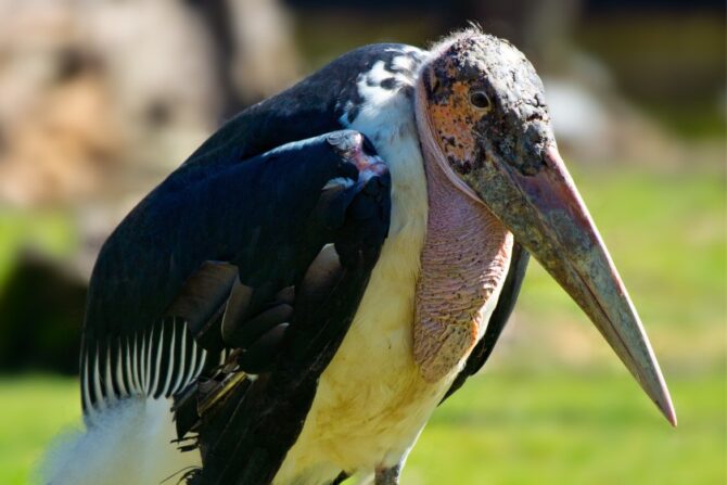 Marabou Stork with Long Beak