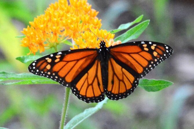 Monarch Butterfly (Danaus Flexipus)