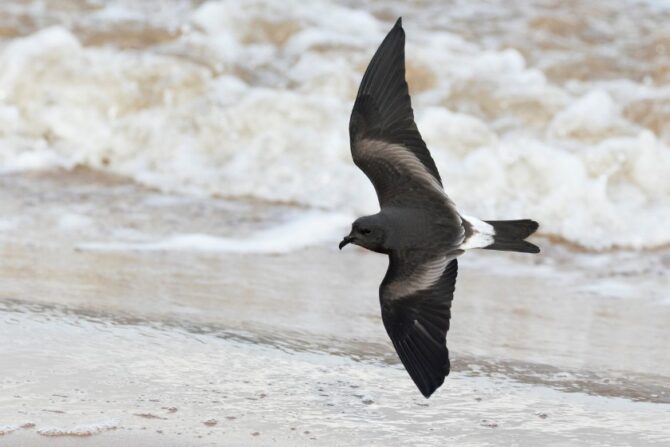 Mother Carey's Chicken or Storm Petrel